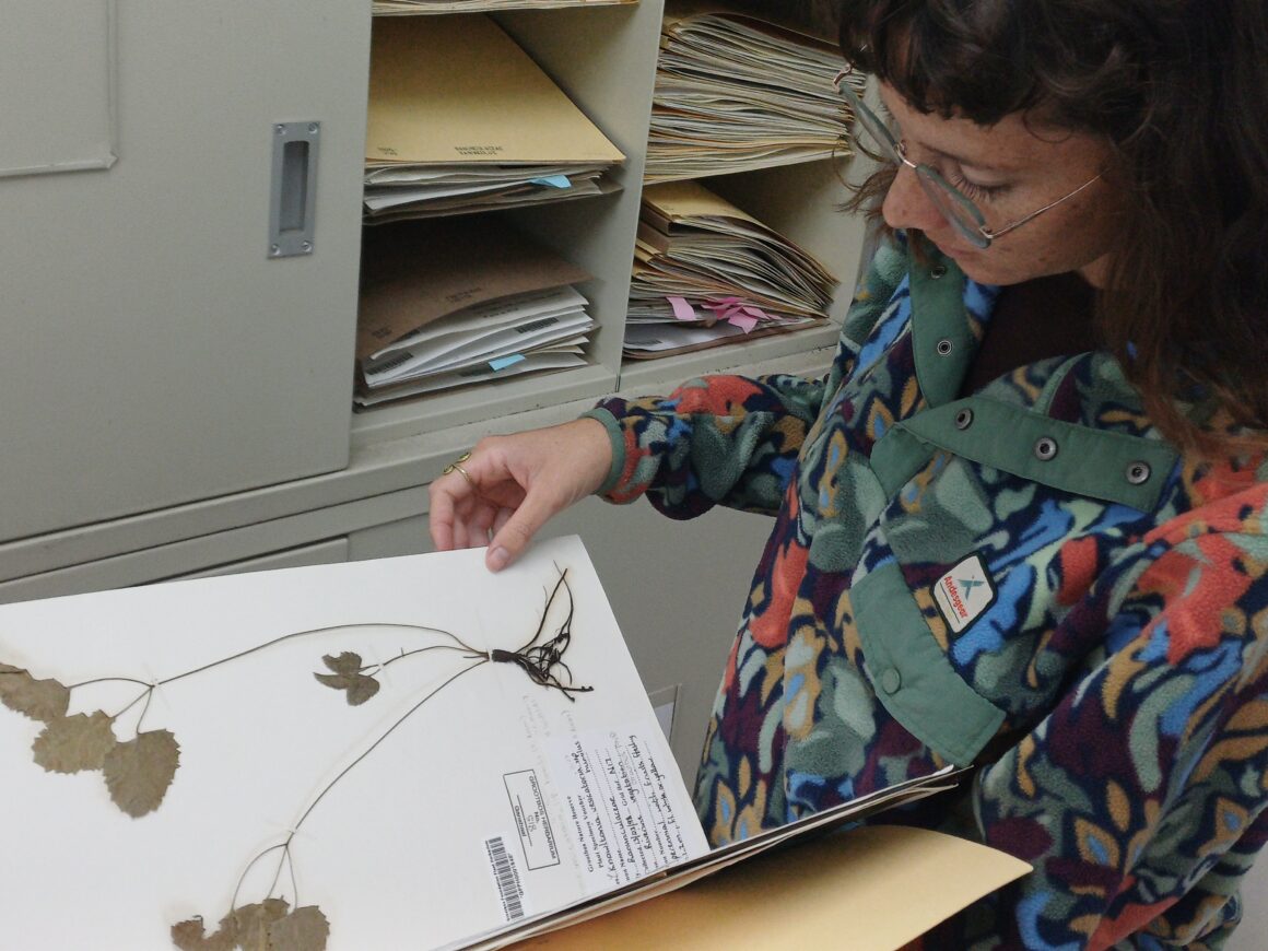From pressed plants to pixels - Grootbos Foundation Herbarium goes digital
