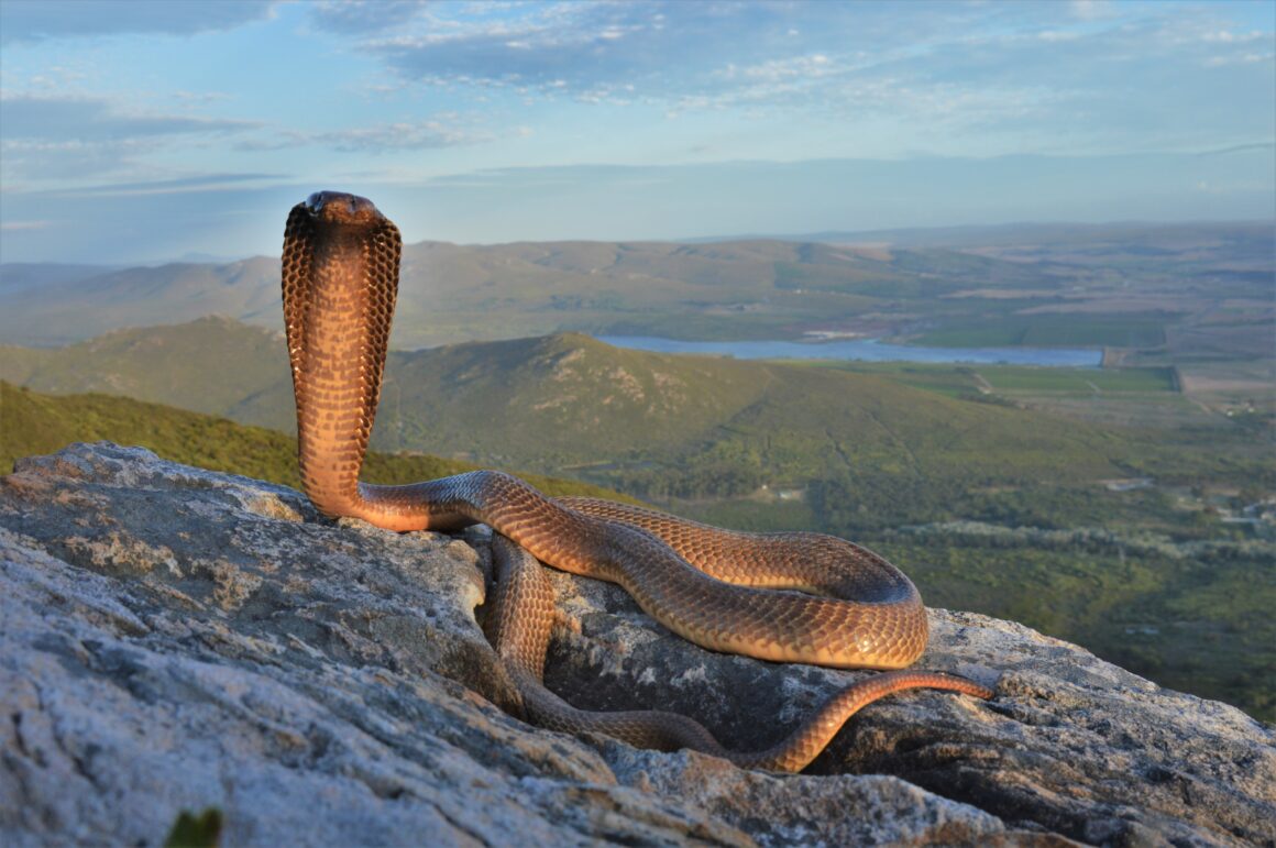 Slow down! We share the road with snakes!