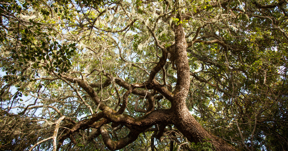 The Hidden Diversity of Milkwood Forests
