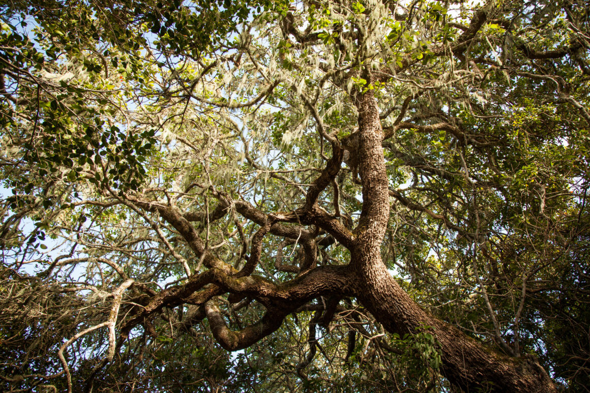 The Hidden Diversity of Milkwood Forests