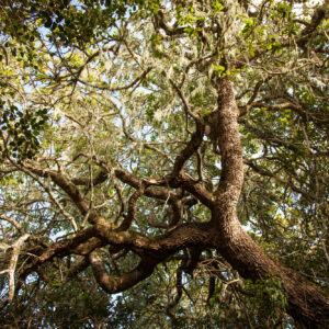 The Hidden Diversity of Milkwood Forests