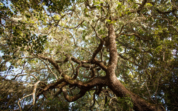 The Hidden Diversity of Milkwood Forests