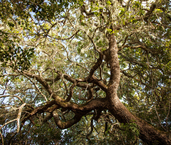 The Hidden Diversity of Milkwood Forests