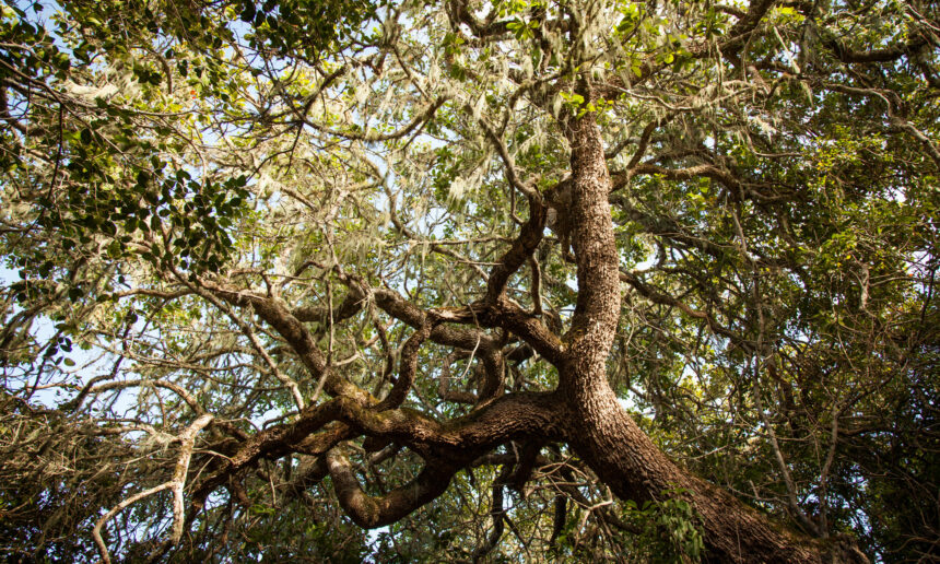 The Hidden Diversity of Milkwood Forests