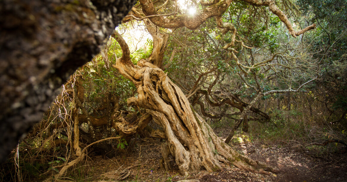 A genomic milestone for the White Milkwood